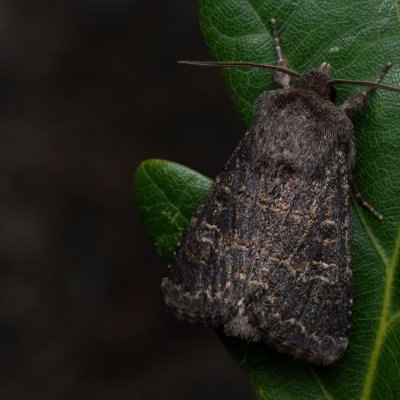 Tholera cespitis (můra metlicová), PP Černice