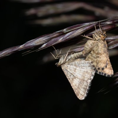 Heliomata glarearia (kropenatec žlutavý), NPP Stránská skála