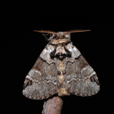 Drymonia obliterata (hřbetozubec tmavoúhlý), NPP Jeskyně Pekárna