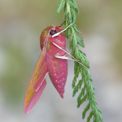 Deilephila elpenor (lišaj vrbkový), SK, Štôla