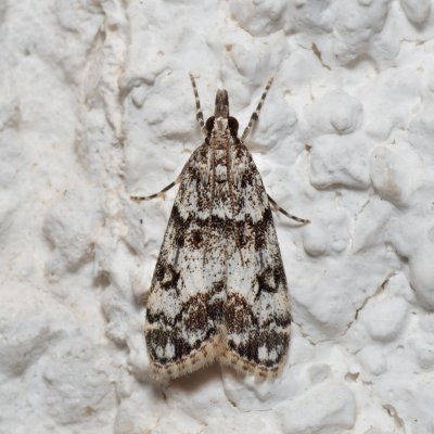 Eudonia lacustrata (-), HR, Jablanac