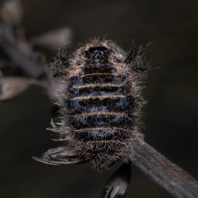 Lycia zonaria (drsnokřídlec bělopásný), PP Člupy