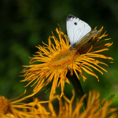Pieris napi (bělásek řepkový), SK, Tatranská Lomnica, Tatry