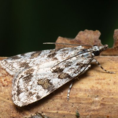 Scoparia sp., PR Kamenný vrch