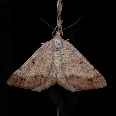 Selidosema plumaria (tmavoskvrnáč čilimníkový), Hády