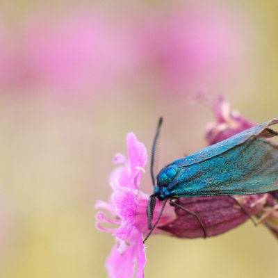 Adscita statices (zelenáček šťovíkový), Nový Jimramov