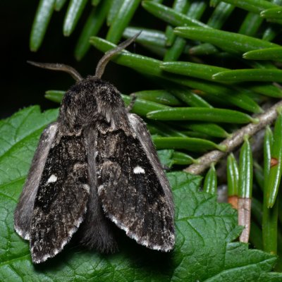 Cosmotriche lobulina (bourovec měsíčitý), Devět křížů