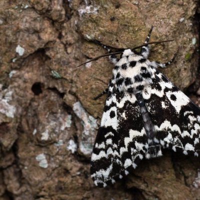 Panthea coenobita (běloskvrnka smrková), NPP Jeskyně Pekárna