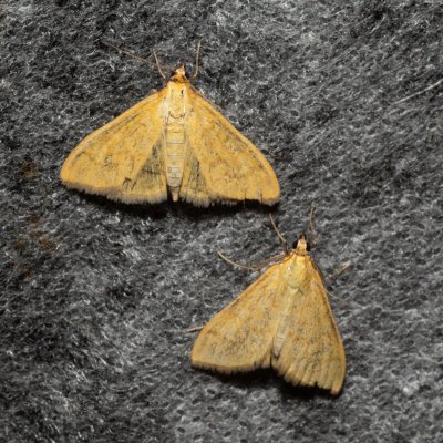 Mecyna flavalis (-), Lysá hora u Ochozu