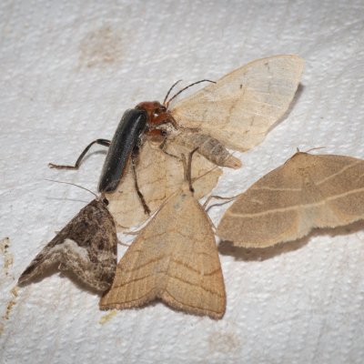 vražda v přímém přenosu