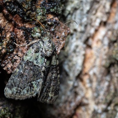 Cryphia algae (šípověnka lipová), Hrušovany u Brna