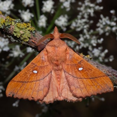 Odonestis pruni (bourovec švestkový), NPR Slanisko u Nesytu