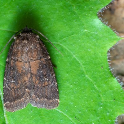 Charanyca ferruginea (blýskavka opencová), Žebětín