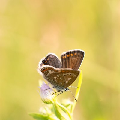Polyommatus icarus (modrásek jehlicový), PR Kamenný vrch