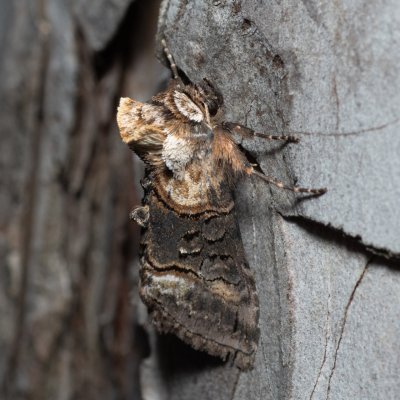 Abrostola sp., Kobylí