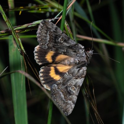 Catocala eutychea (-), GR, Myrtidion monastery, Korfu