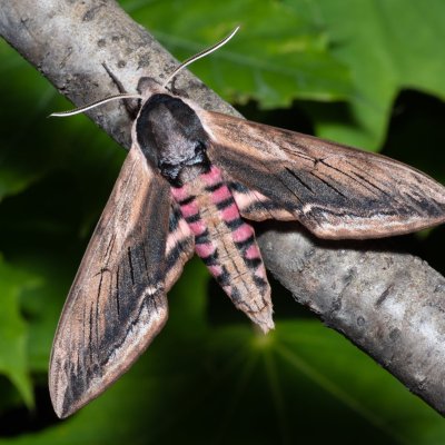 Sphinx ligustri (lišaj šeříkový), Hády - lesní lom