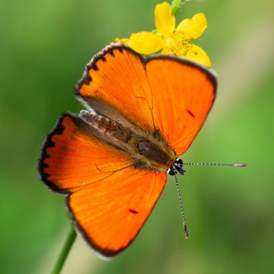 Lycaena dispar (ohniváček černočárný), PP Černice