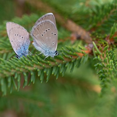 Cyaniris semiargus (modrásek lesní), SK, Štôla