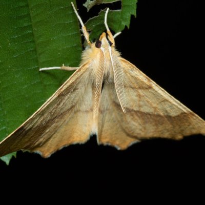 Ennomos quercinaria (zejkovec dubový), Žebětín