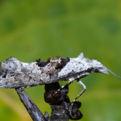 Ypsolopha asperella (člunkovec bělavý), PR Kamenný vrch