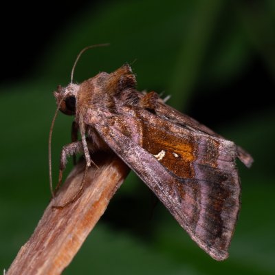 Autographa jota (kovolesklec hluchavkový), Kateřinská jeskyně