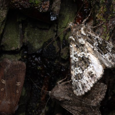 Polymixis polymita (pestroskvrnka hnědoskvrnná), PP Kamenice u Hlohovce