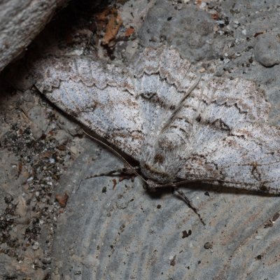 Ascotis selenaria (různorožec pelyňkový), HR, Jablanac