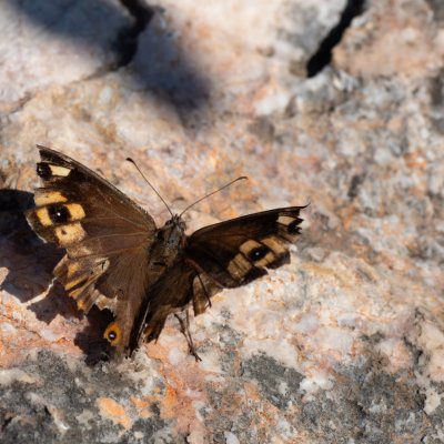 Hipparchia semele (okáč metlicový), HR, Karlobag