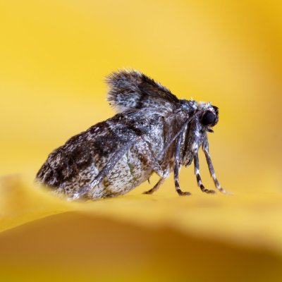 Operophtera brumata (píďalka podzimní), Žebětín