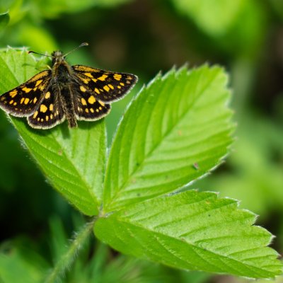 Carterocephalus palaemon (soumračník jitrocelový), PR Bosonožský hájek