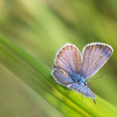 Plebejus argus (modrásek černolemý), PP Bobrava
