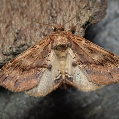 Ptilodon capucina (hřbetozubec olšový), Podkomorské lesy, Kopeček