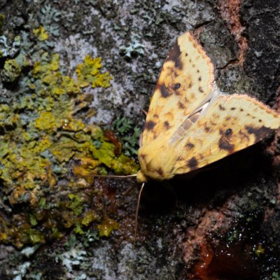 Xanthia icteritia (zlatokřídlec vrbový), Kývalka