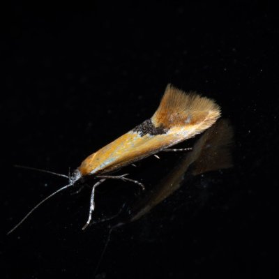 Batia sp., PR Kamenný vrch