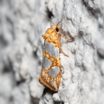 Eugnosta lathoniana (-), HR, Jablanac