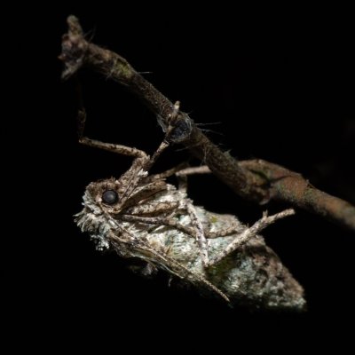 Agriopis marginaria (tmavoskvrnáč habrový), Žebětín