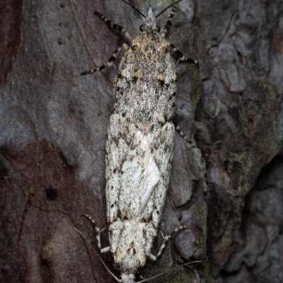 Diurnea fagella (šedivěnka jarní), Žebětín