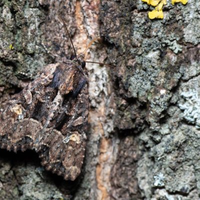 Mesapamea secalis/secalella (šedavka/přehlížená), Hrušovany u Brna