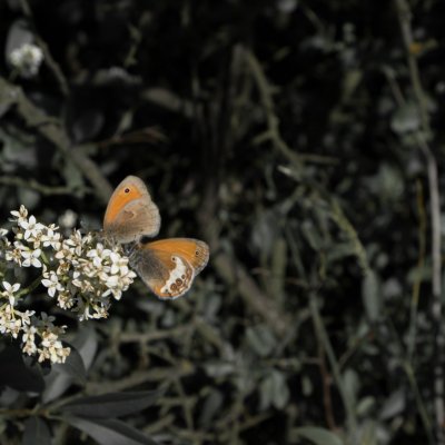 Coenonympha arcania (okáč strdivkový), Coenonympha pamphilus (okáč poháňkový), Velká nad Veličkou
