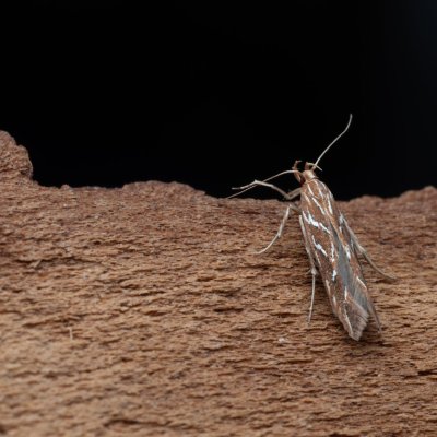 Pyroderces argyrogrammos (zdobníček síťkovaný), PP Kamenný vrch u Kurdějova