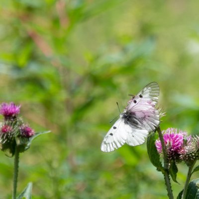 Parnassius mnemosyne (jasoň dymnivkový), SK, Belianské Tatry