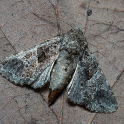 Hadena capsincola (-), Kývalka