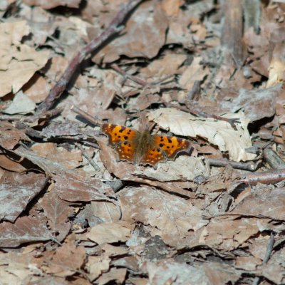 Polygonia c-album (babočka bílé c), Podkomorské lesy