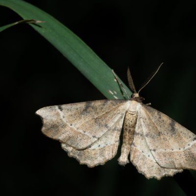 Artiora evonymaria (zejkovec brslenový), Hornek