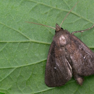 Lenisa geminipuncta (rákosnice dvoutečná), PP Bobrava