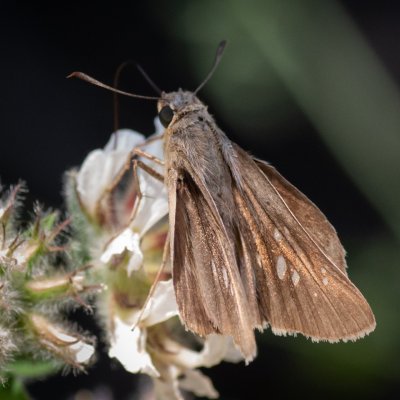 Pelopidas thrax (-), GR, Makrades, Korfu