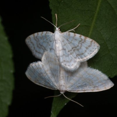 Asthena albulata (píďalka trnková), Žebětín