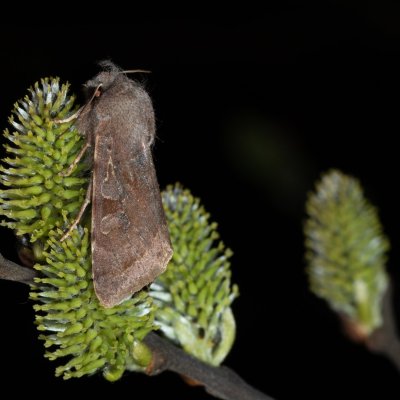 Orthosia incerta (jarnice březnová), Žebětín
