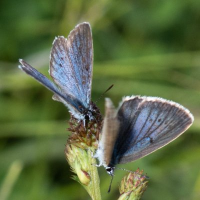 Maculinea teleius (modrásek očkovaný), PR Studnické louky